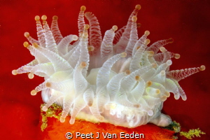 Large cup coral. It is a cold water coral and occurs most... by Peet J Van Eeden 
